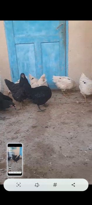 Гигант балапандар 4 ай