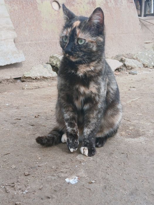 Pisicuta pentru adopție