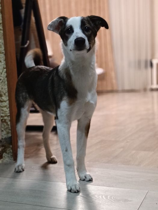 Ищет дом девочка!