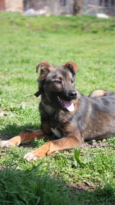 Щенок 5-6 месяцев ищет семью