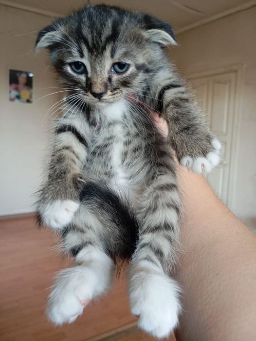 Котята в ответственные руки