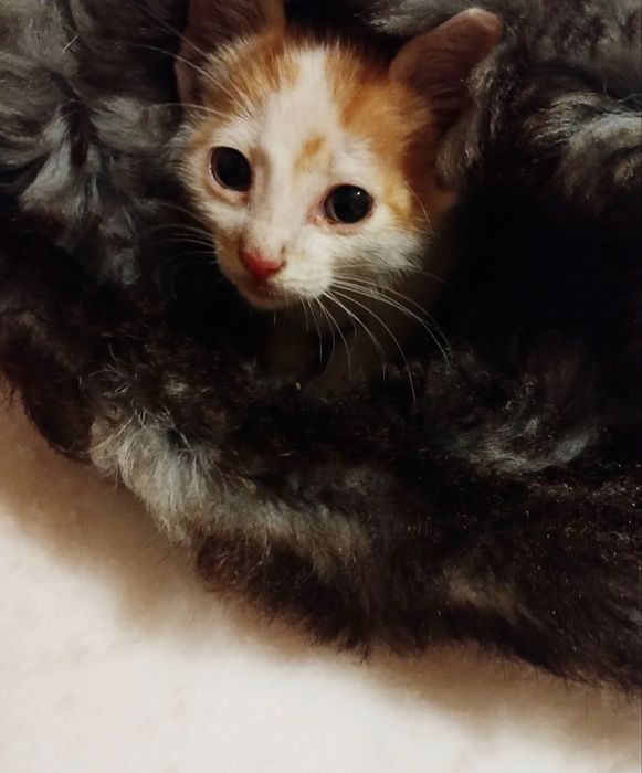 Бебе коте търси дом