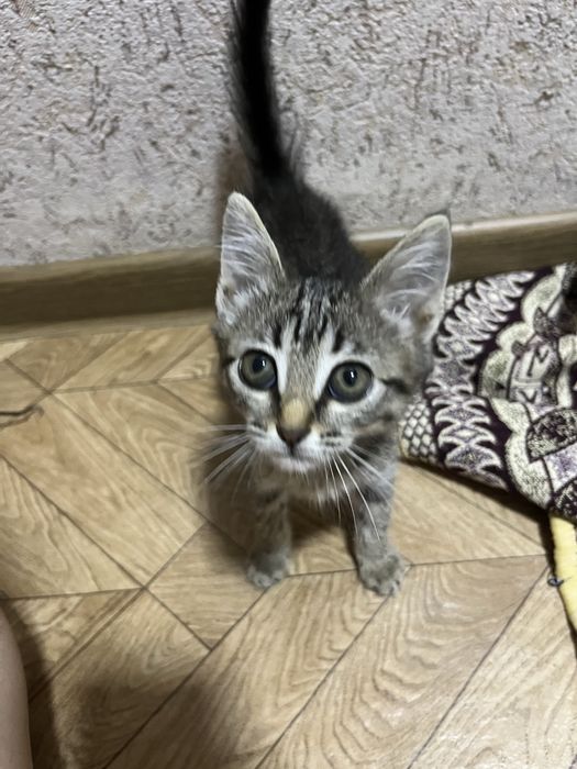 Продается кошка
