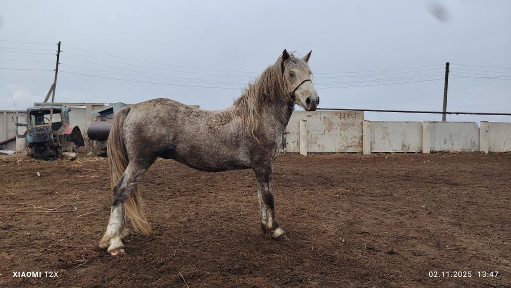 Продам жеребец 7 лет тай айгыр