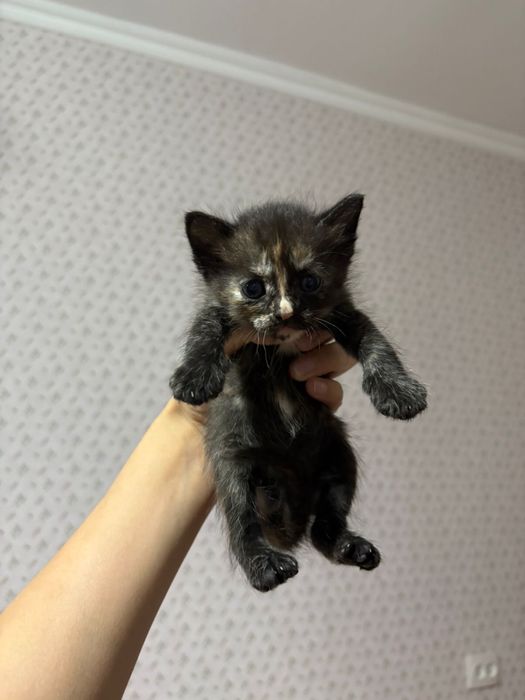 Кошка бесплатно.