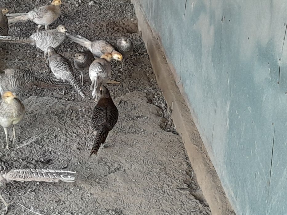 Продам лимонных фазанов парами