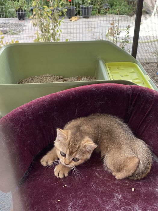 Mushukchalar sotiladi 2 yarim oylik toza paroda shinshila