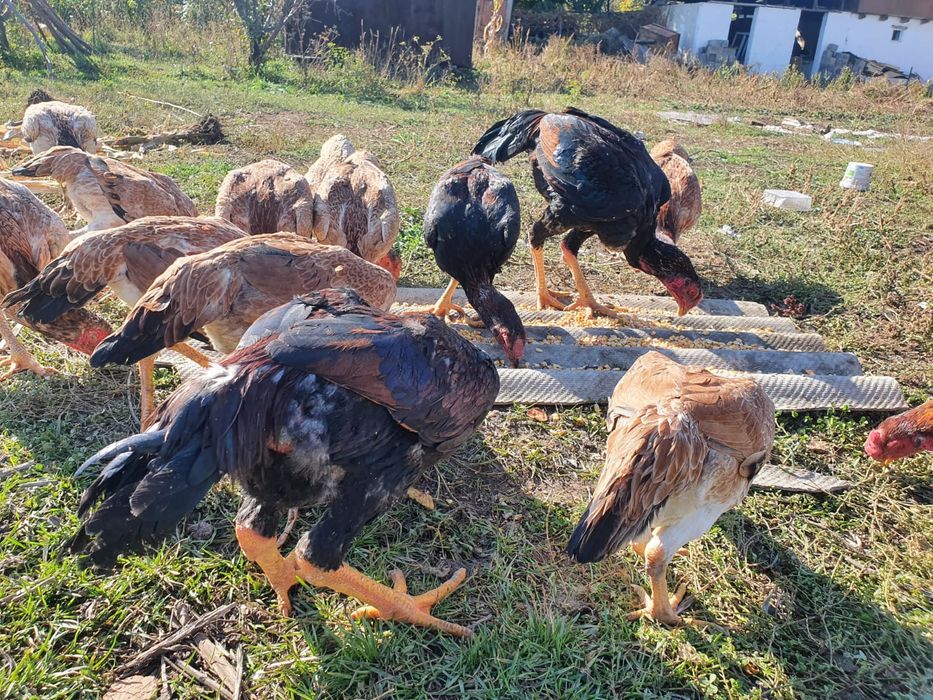 Продам курей даканов