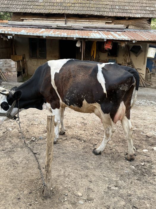 Vaca cu vitel  de vanzare