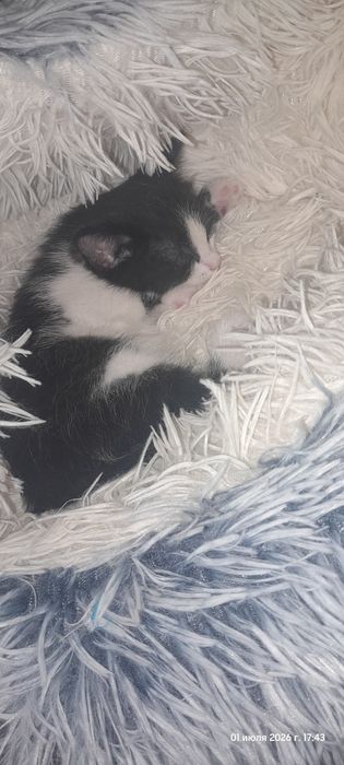Отдам котенка в добрые руки