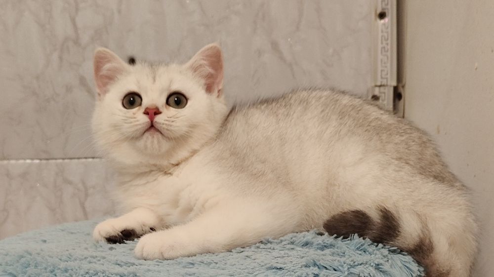 Серебро Шиншиллы девочки