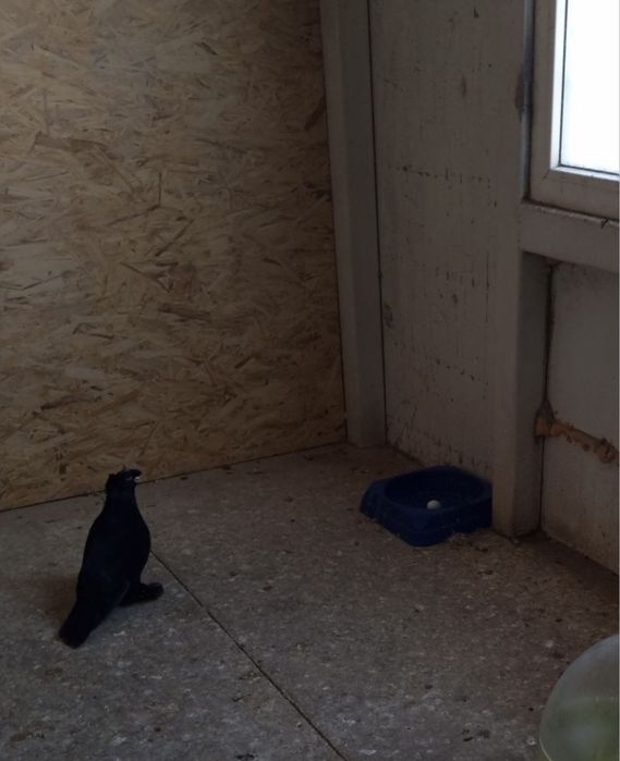 Гнёзда для голубей