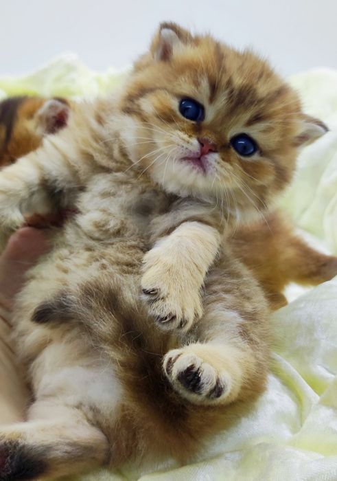 БриТаШки ОчаРоваШки шинШиллы