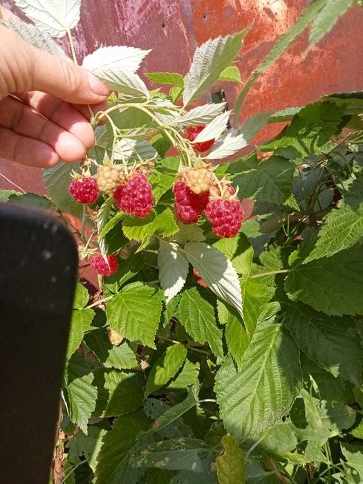 Продам дачу по 18 маршруту