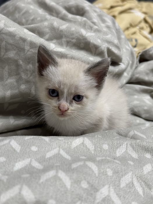 Отдам месячных котят