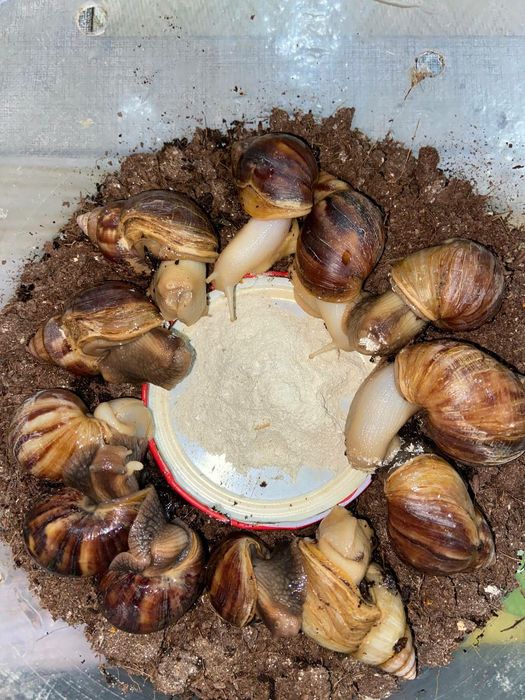 Соглом актив улиткалар бор сотувда