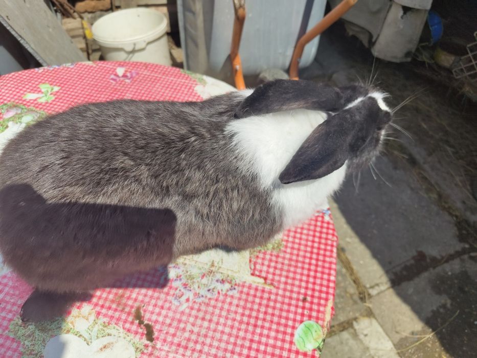 Iepure uriaș german