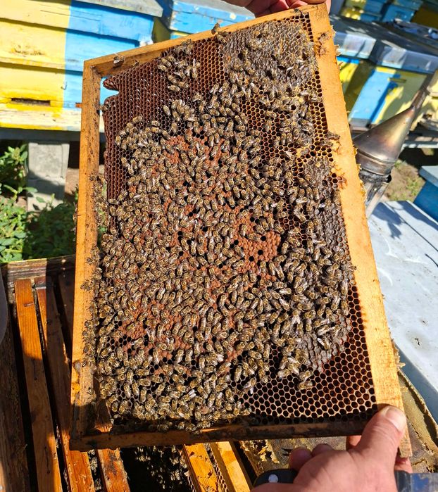 Пчелни майки и отводки от регистриран производител