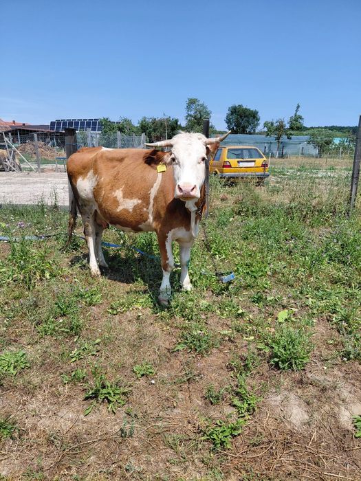 Vand vaca baltata de 7-8 ani