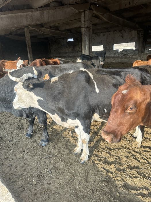 Продам 8голов крс и 4 теленка