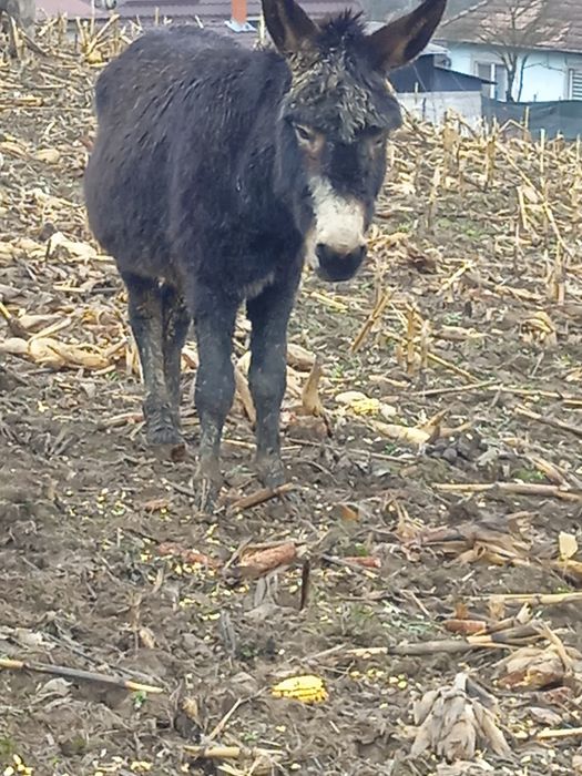 Vând sau schimb măgari cu alte animale