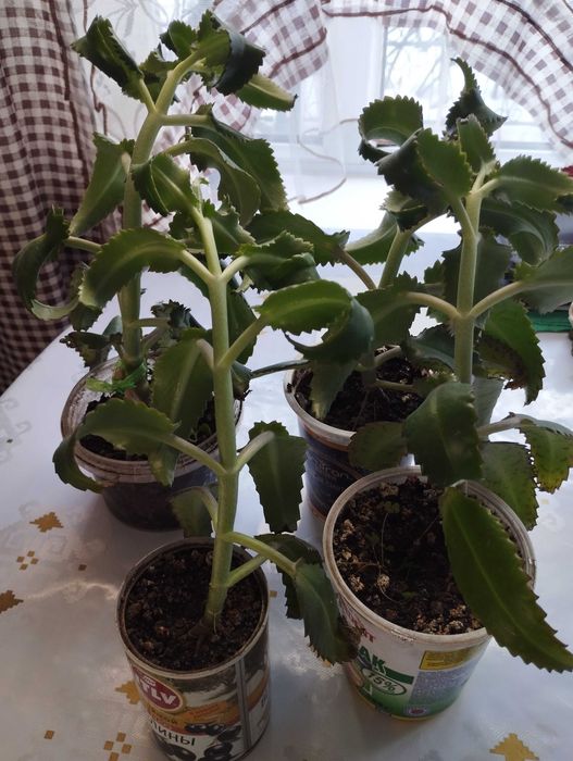 Продам Каланхоэ, район Саяхата.