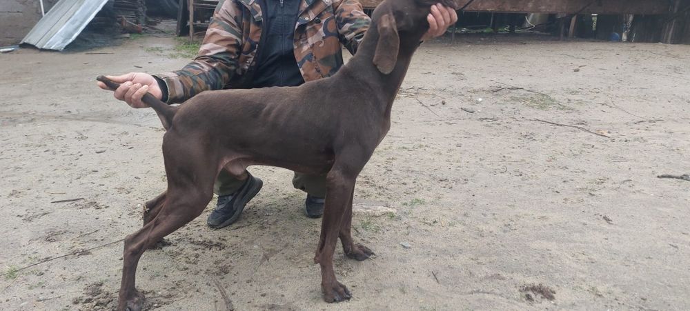 Brac german : vârstă 5 luni