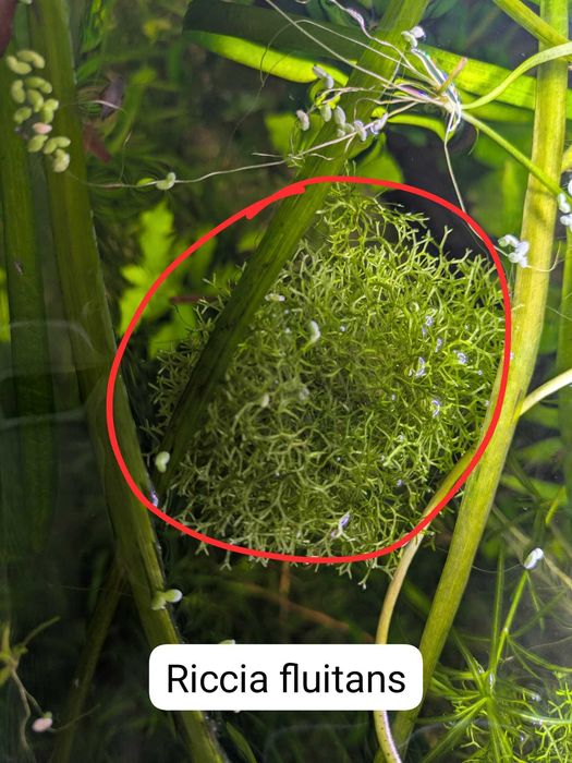 Vand plante de acvariu easy si melci