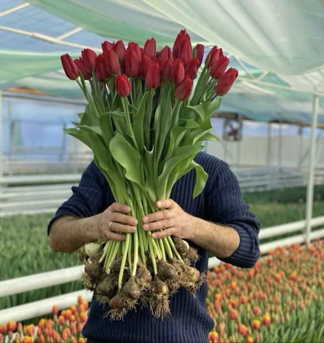 Свежие тюльпаны из теплицы по 450