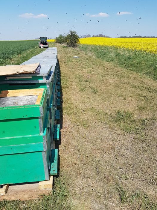 De vanzare familii de albine