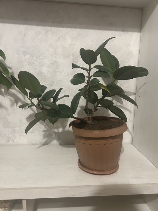 Продам большой фикус