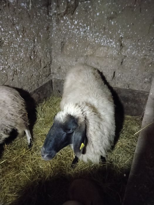 Vând 2 oi și un berbecuț Preț 27 mil ușor negociabil.