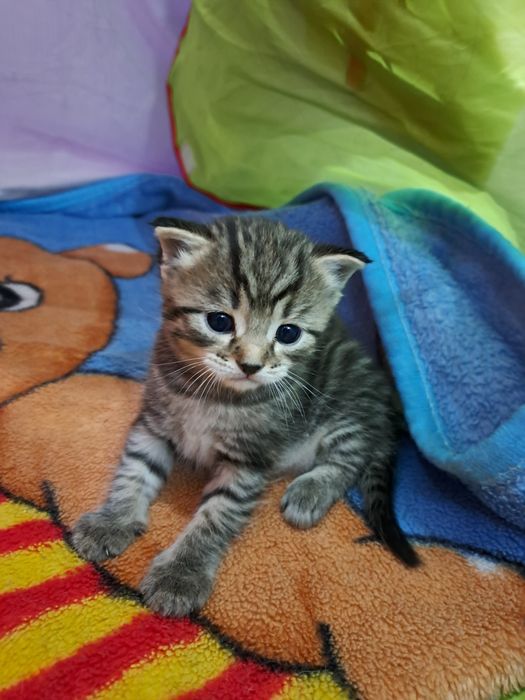 Продаются котята