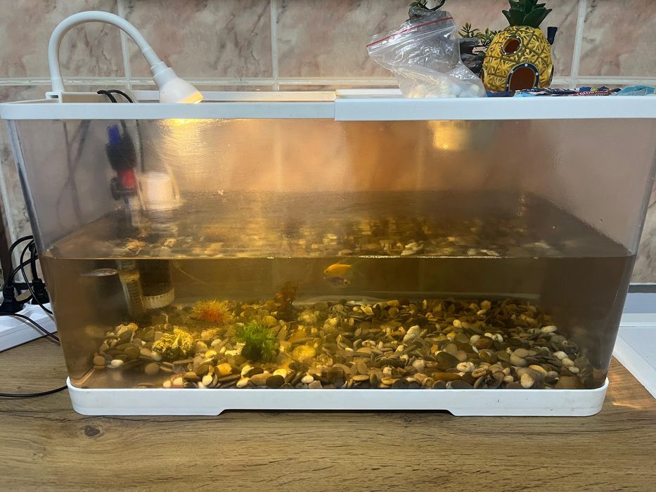 аквариум балықтармен