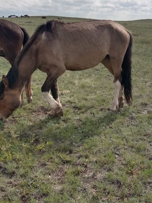 Тай , бие сатамыз