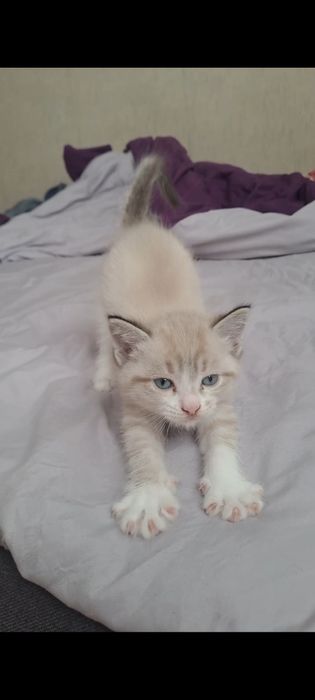 Отдам котят в добрые руки)