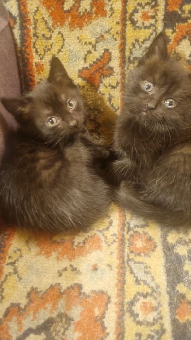 Котенок черный.