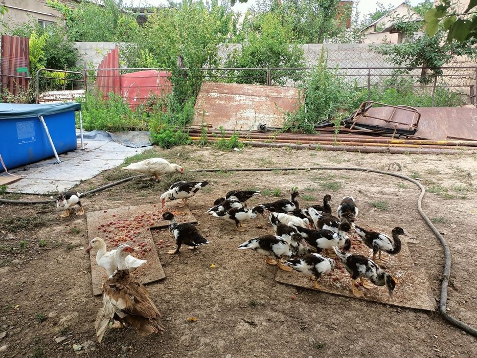 Индаутканың балапандары сатылады