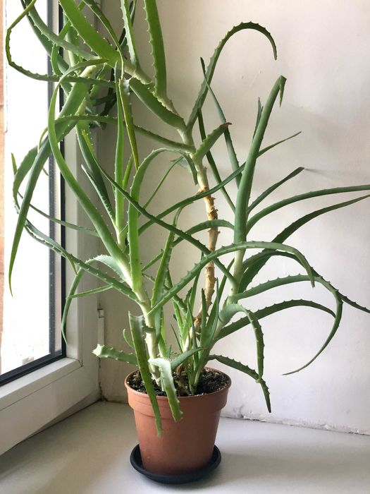 Лекарственное растение Алое