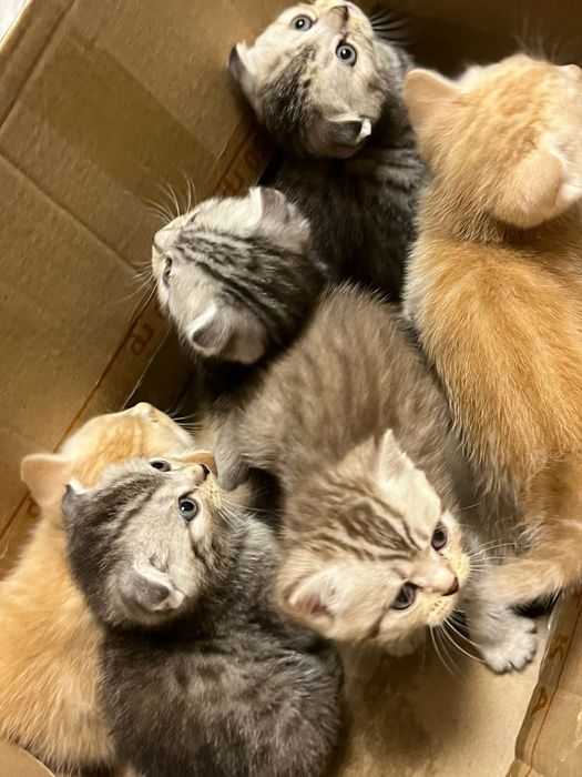 Котята британцы шотландцы