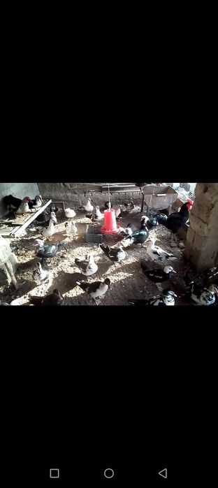 Индоуткалар сотилади