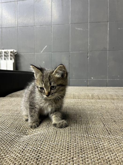 Продам домашний котенок