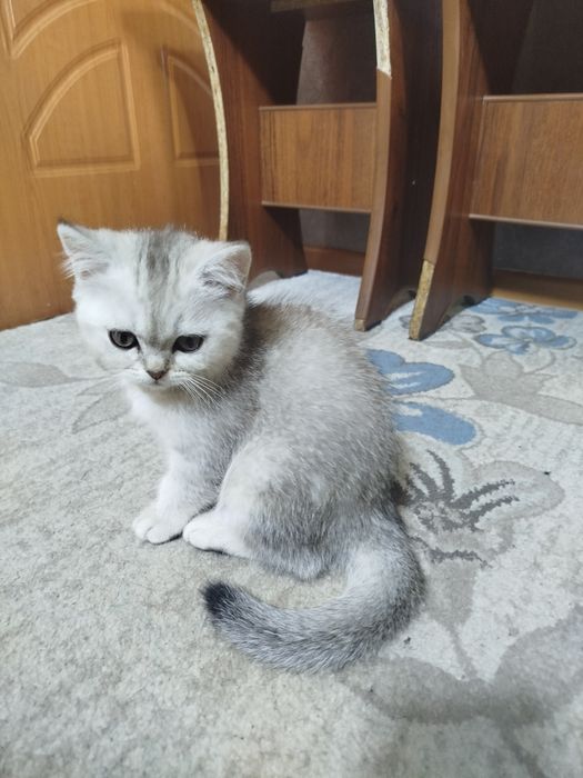 Серебристые шиншиллы