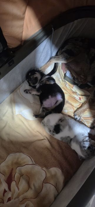 Чихопинчер с ваксина