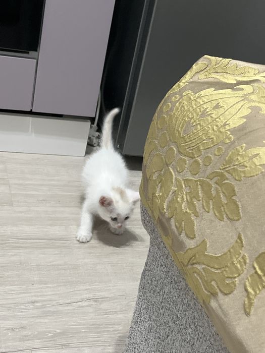 котенок 1,5 месяц