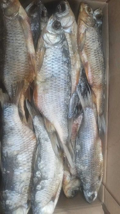 Копчёная рыба  пелядь боровое