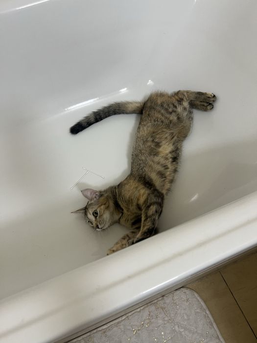 отдам в добрые хорошие руки кошку