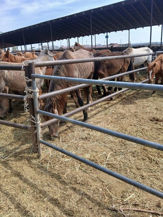 Жылқы малы бар сатылымда