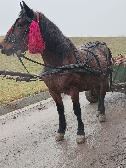 Vand iapa gestanta in 8 lui iapa se probeaza la fata locului