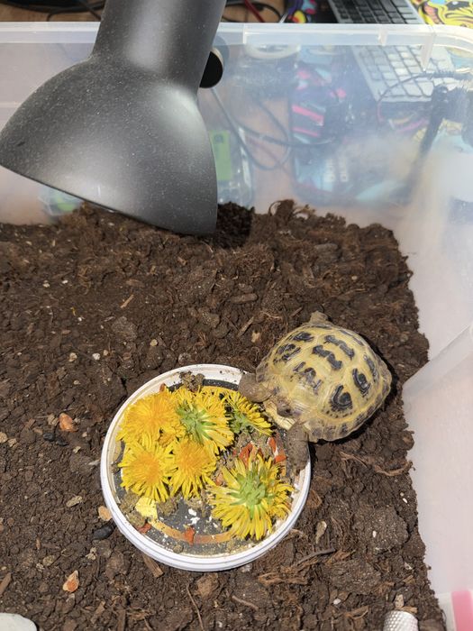 Черепаха сухопутная